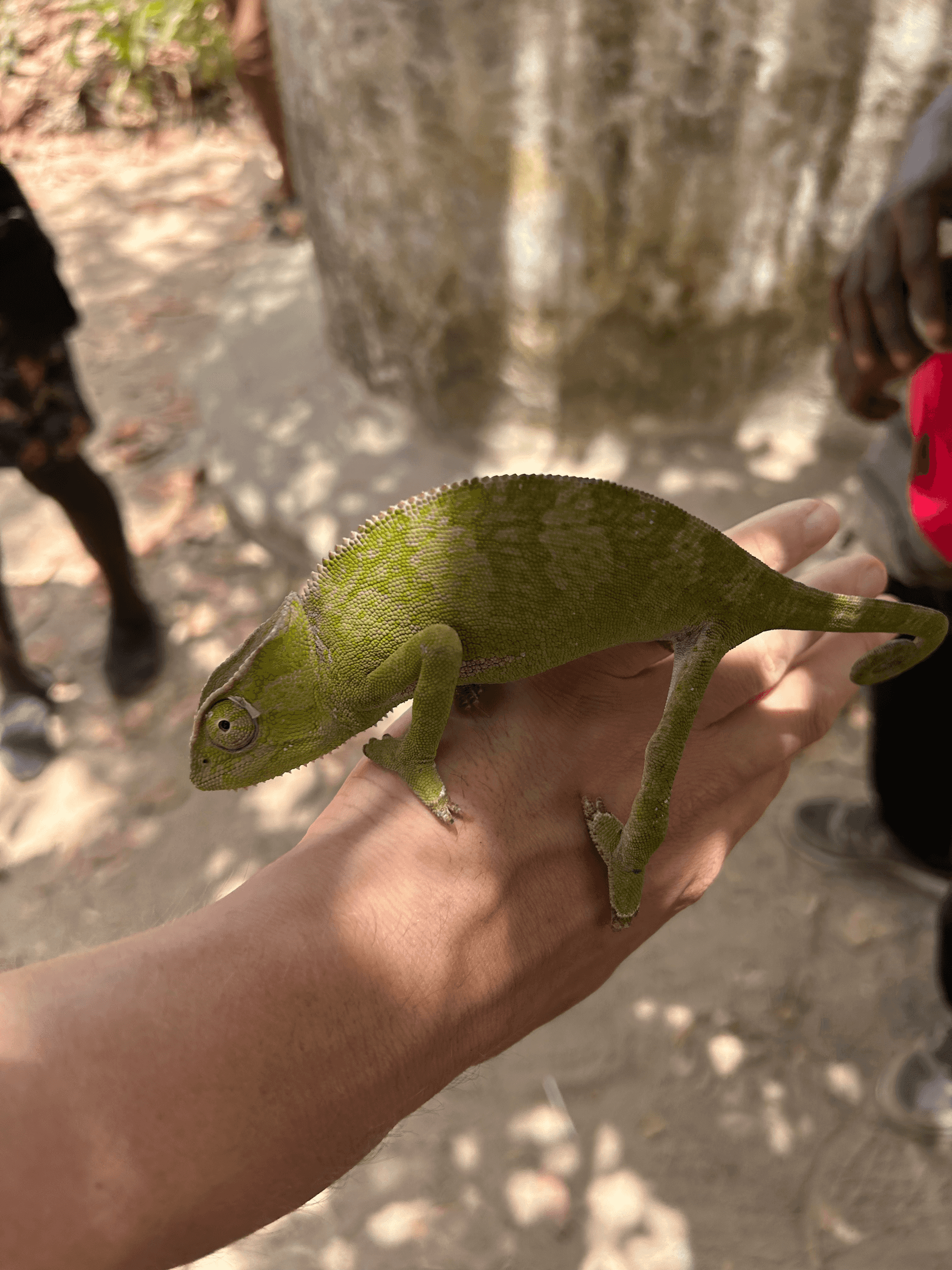 Gambian Reptiles Farm