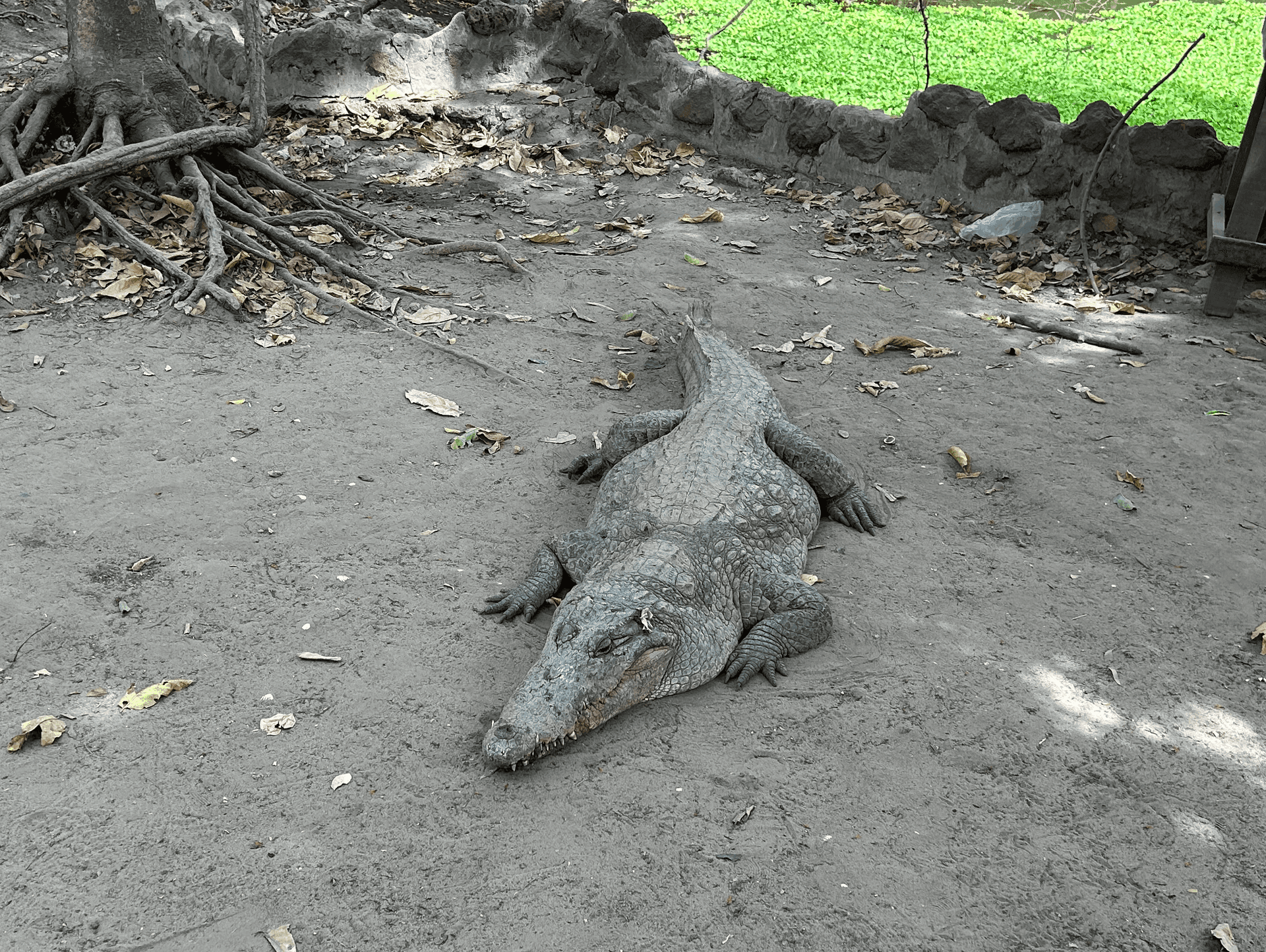 Crocodile Pool